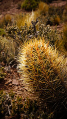 Desert landscape with a cactus in foreground, with large yellow and orange spines, surrounded by desert vegetation in Chubut, Argentina.