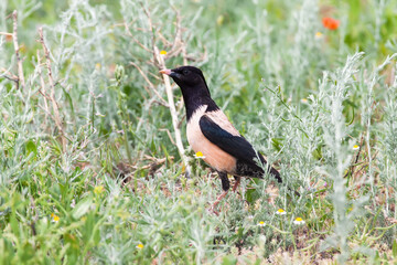 Rosy starling (Pastor roseus) on migration near an artesian spring, Kazakhstan