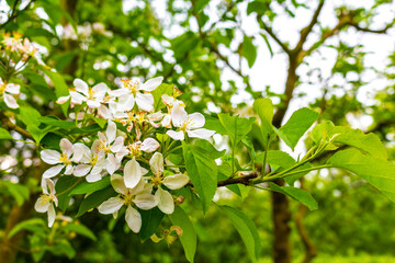 White and pink scented fresh apple tree pear tree flowers.