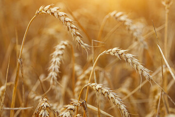 Golden field of ripe wheat