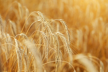 Golden field of ripe rye, harvest