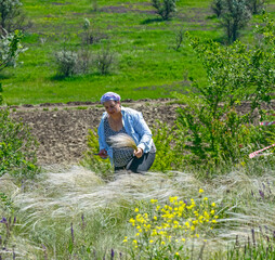 Woman is tearing up feather grass in rural summer landscape.