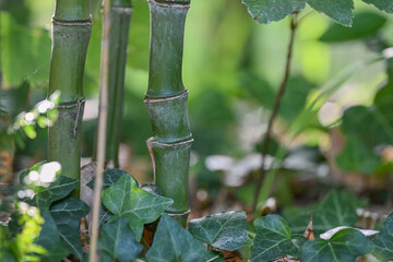 Bambou vert avec gros noeuds type phyllostachys nidularia, détail et tiges
