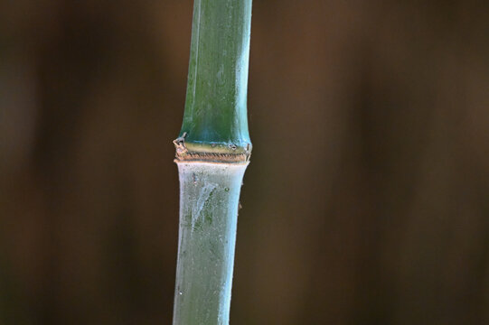 Bambou vert avec gros noeuds type phyllostachys nidularia, détail et tiges
