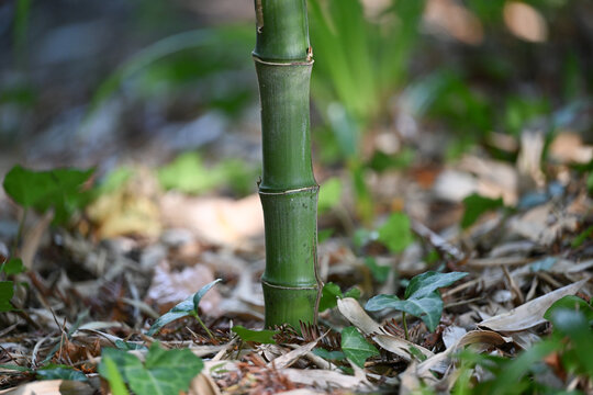 Bambou vert avec gros noeuds type phyllostachys nidularia, détail et tiges