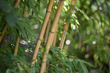 Bambou phyllostachys spéctabilis, chaume et feuillage 