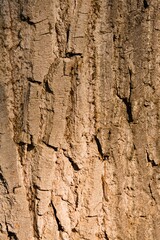 Pine wood in the forest for product presentation letter advertisement