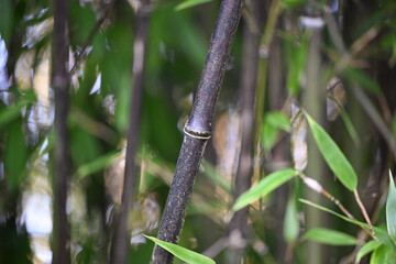 Chaume de bambou noir type Phyllostachys Nigra nigra