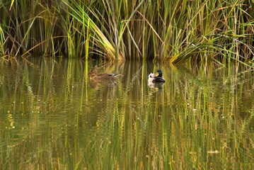 photograph of two ducks swimming in a pond or river next to yellow ochre-green reeds. breed great crested grebe ducks