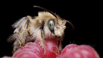 A bee (Anthophila) sitting on a picked raspberry on a black background.