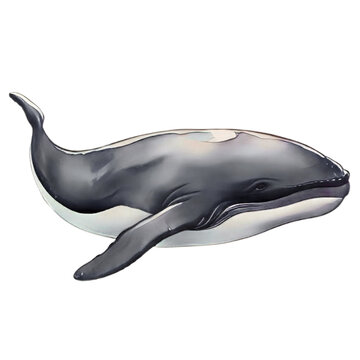 grey whale illustration isolated on transparent png, generative ai, watercolor whale on transparent png or white background