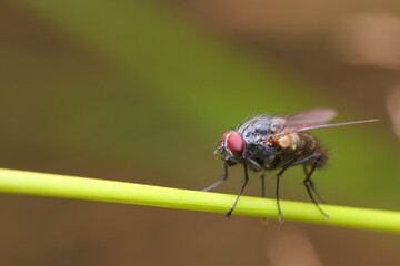 A fly with red compound eyes and grey thorax, from Muscidae family sitting on green stalk.
