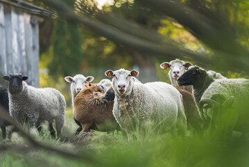 Herd of sheep on pasture on organic farm. High quality photo