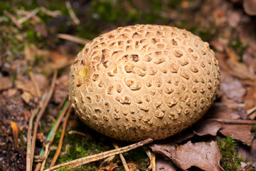 A ripe fruiting body of a common earthball, pigskin poison puffball (Scleroderma citrinum) growing on the litter of a coniferous forest.