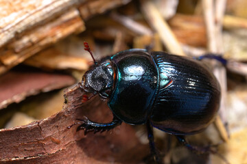 Upperside view of dor beetle (Anoplotrupes stercorosus) sitting on dry bark remains.