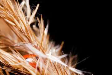 Ladybug hiding in a dry brown ear of grass on a black background.