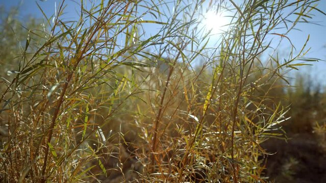 Close up on tall grass in autumn desert