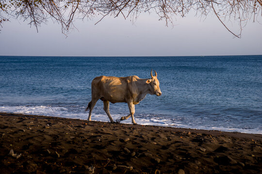 Thousands of cows are being grazed in Merak Village, Baluran National Park, East Java, Indonesia