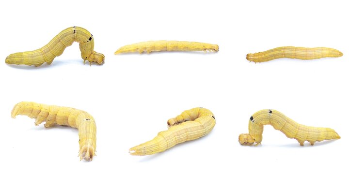 Brown inchworm or inch worm larva caterpillar. Mocis marcida, the withered mocis, is a species of moth of the family Erebidae. isolated on white background six views