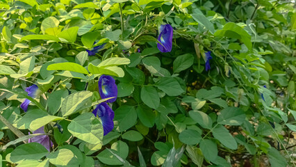 Blue Pea flower or Asian Pigeonwings (Clitoria ternatea). Vine plant is a blue variation of Butterfly Pea or in Indonesia a.k.a Kembang Telang.