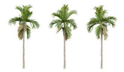 Areca catechu palm tree on transparent background, tropical plant, 3d render illustration.