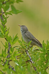 Olive-tree Warbler / Hippolais olivetorum