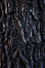 Tree trunk burned by forest fire. Texture of charred pine. Environmental disaster