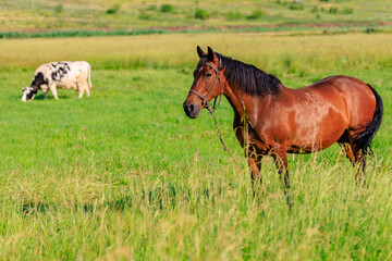 Horse in the pasture. Background with selective focus and copy space