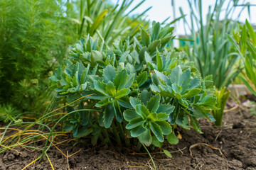 Deciduous tops. Background with selective focus and copy space