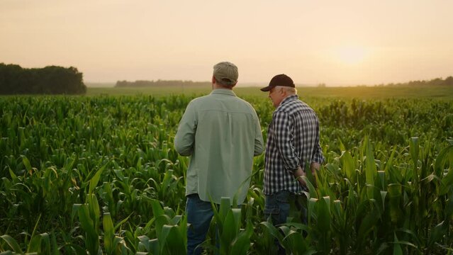Agricultural Business, Father And Son Farmers Standing In Field And Discussing Plan Of Seeding