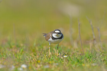 Little Ringed Plover (Charadrius dubius) feeding on green grass.