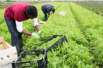 African-american worker peeling and collects green mizuna in a box