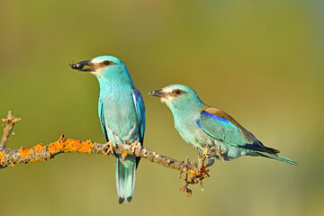 A pair of European Roller (Coracias garrulus) on a branch with lichen.