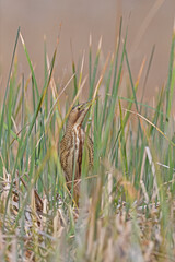 Camouflaged bird. Eurasian Bittern Botaurus stellaris.