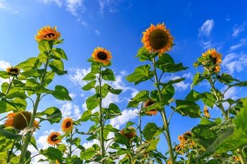 Giant Sunflowers Standing Tall - obrazy, fototapety, plakaty