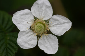 white flower