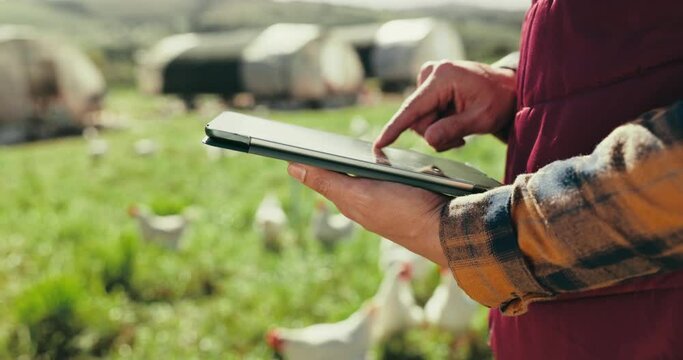 Farmer hands, chickens or tablet for agriculture growth, harvest or poultry livestock research in nature. Closeup person, technology or farm worker in digital quality control, inspection or bird agro
