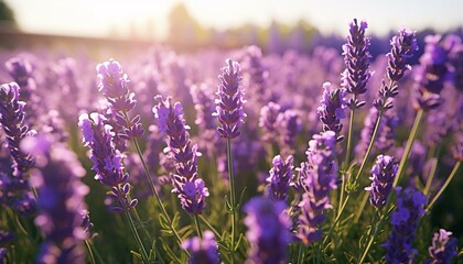 A vibrant field of lavender flowers basking in the warm sunlight