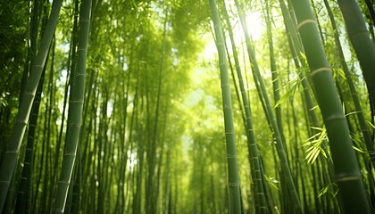 Naklejka premium A serene bamboo forest with golden sunlight streaming through the dense foliage