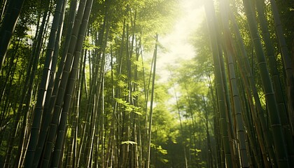 Fototapeta na wymiar Sunlight streaming through a dense bamboo forest