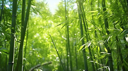 Fototapeta premium A vibrant cluster of green bamboo plants up close