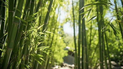 A man walking through a serene bamboo forest
