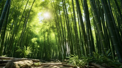 A serene bamboo forest with sunlight streaming through the trees