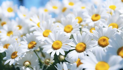 A vibrant bouquet of white and yellow flowers with sunny yellow centers