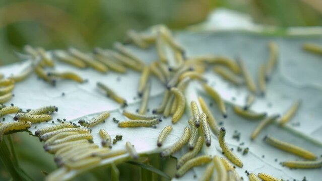 DOF, CLOSE UP: Green cabbage leaves are attacked by numerous yellow caterpillars. Yellow colored larvae of cabbage moth have a feast on brassica leaf. Huge damage on autumn harvest in organic garden.