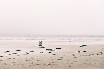 A dog on the beach of Tofino, BC