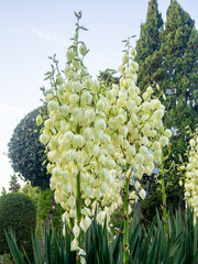 Yucca palm blossom. White flowers on a palm tree. Flowers in the shape of bells