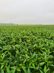 Naklejka premium Green Soybean Agricultural Field at Dawn. Morning dew glistens upon the ripe leaves of the soybean plants. Captured at sunrise in a lush green agricultural soybean field. Plants are ripe and green.