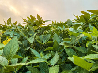 Green Soybean Agricultural Field at Dawn. Morning dew glistens upon the ripe leaves of the soybean plants. Captured at sunrise in a lush green agricultural soybean field. Plants are ripe and green.