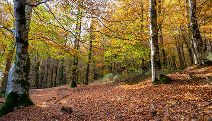 La Fageda d�en Jorda, beech forest during autumn in the province of Girona in Catalonia Spain